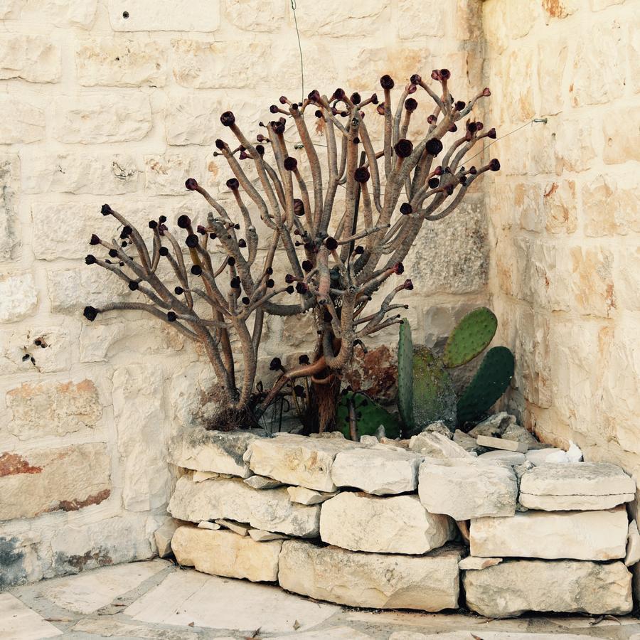 Regina Di Ulivi Acomodação com café da manhã Ostuni Exterior foto